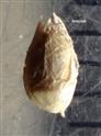  Legume